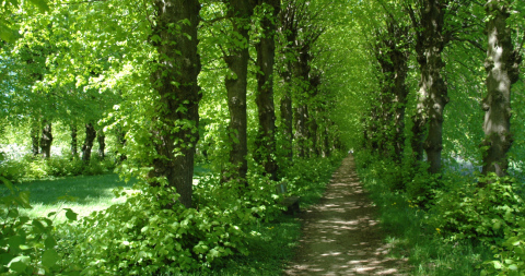 Lindenalle Frühling_1100